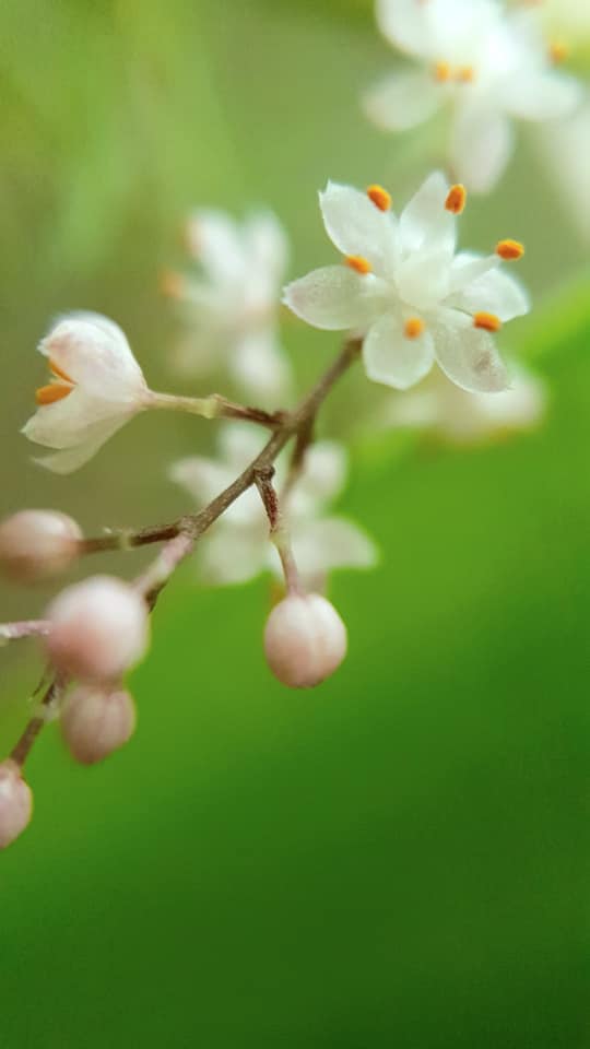 Vòng Thái Tuế: yếu tố Thiên định